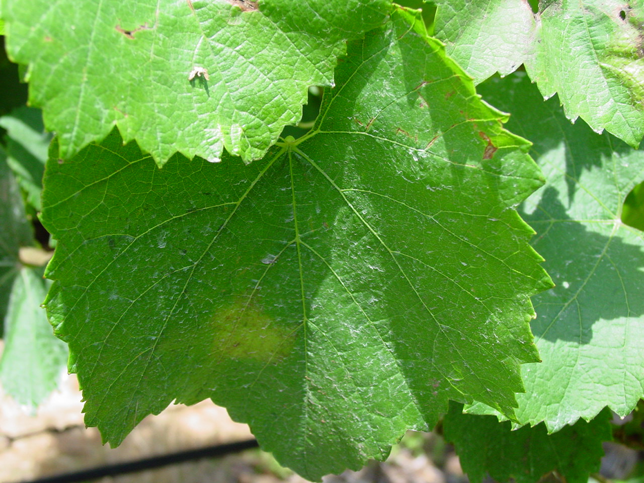 How Bad Are Grape Vines For Dogs